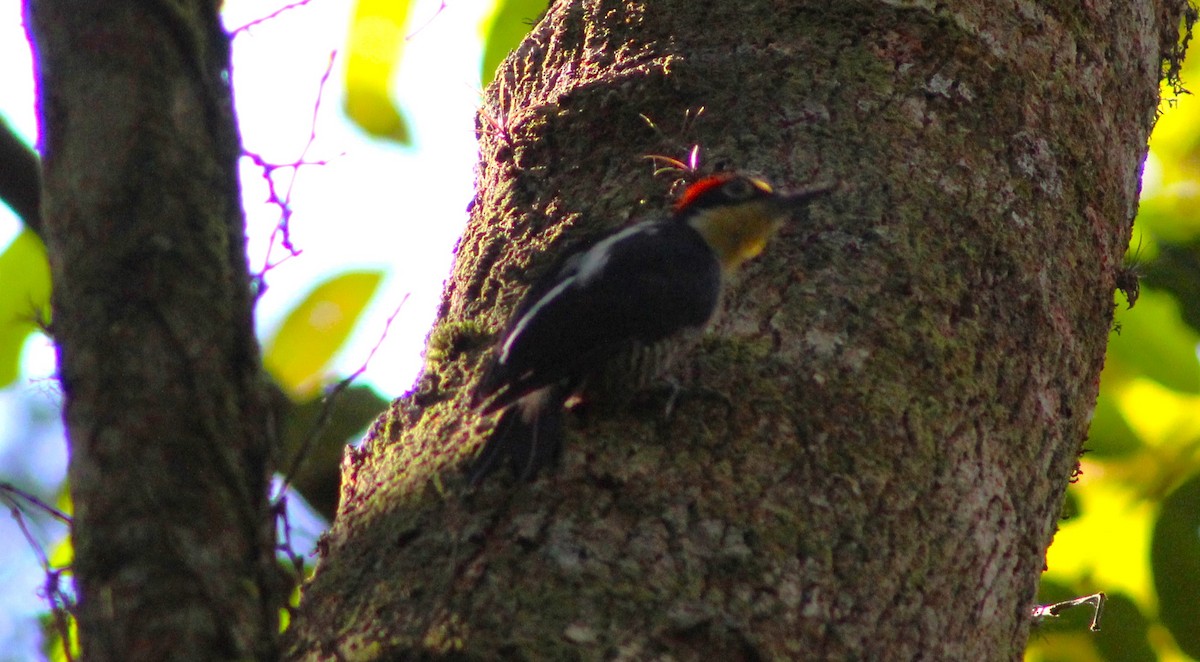 Yellow-fronted Woodpecker - ML617905729