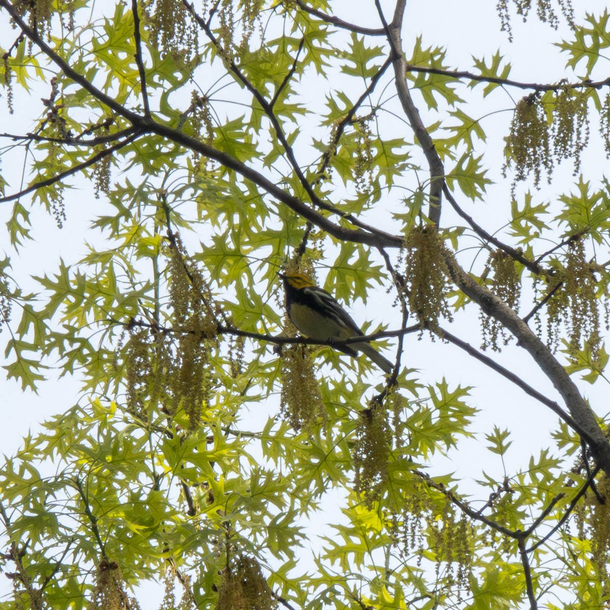 Black-throated Green Warbler - ML617905730