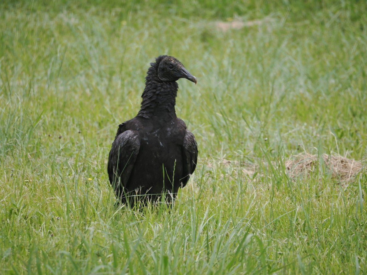 Black Vulture - ML617905777