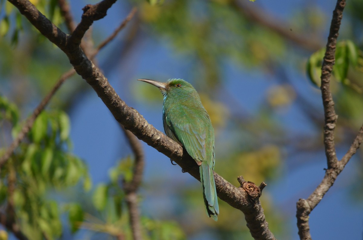 Blue-bearded Bee-eater - Karthikeyan G B