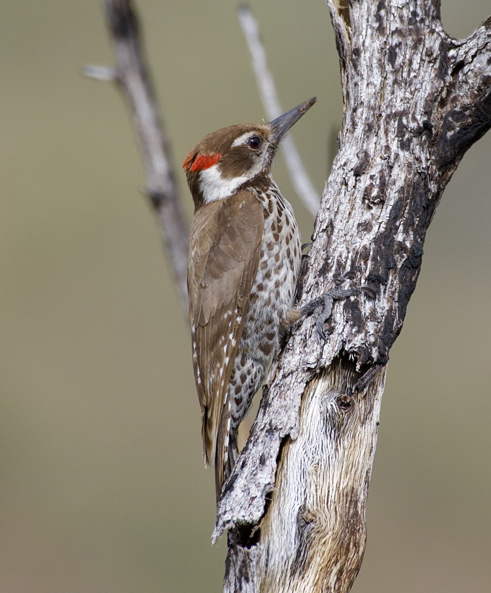 Arizona Woodpecker - Tim DeJonghe