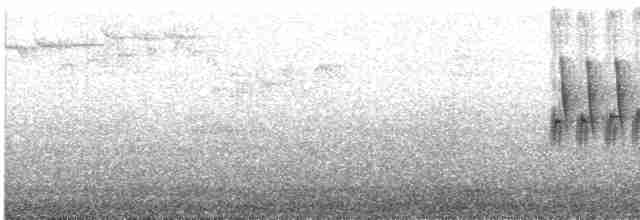Spotted Towhee (oregonus Group) - ML617905829