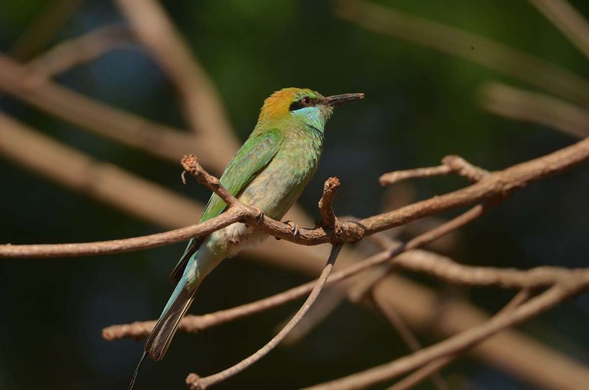 Asian Green Bee-eater - Karthikeyan G B