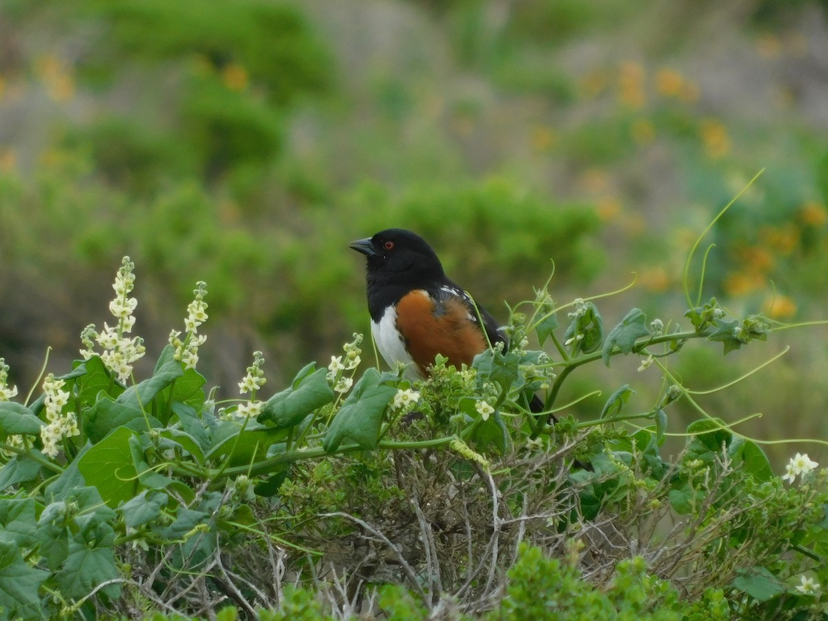 Spotted Towhee - ML617905873