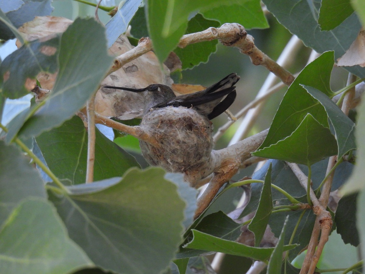 Black-chinned Hummingbird - ML617905879