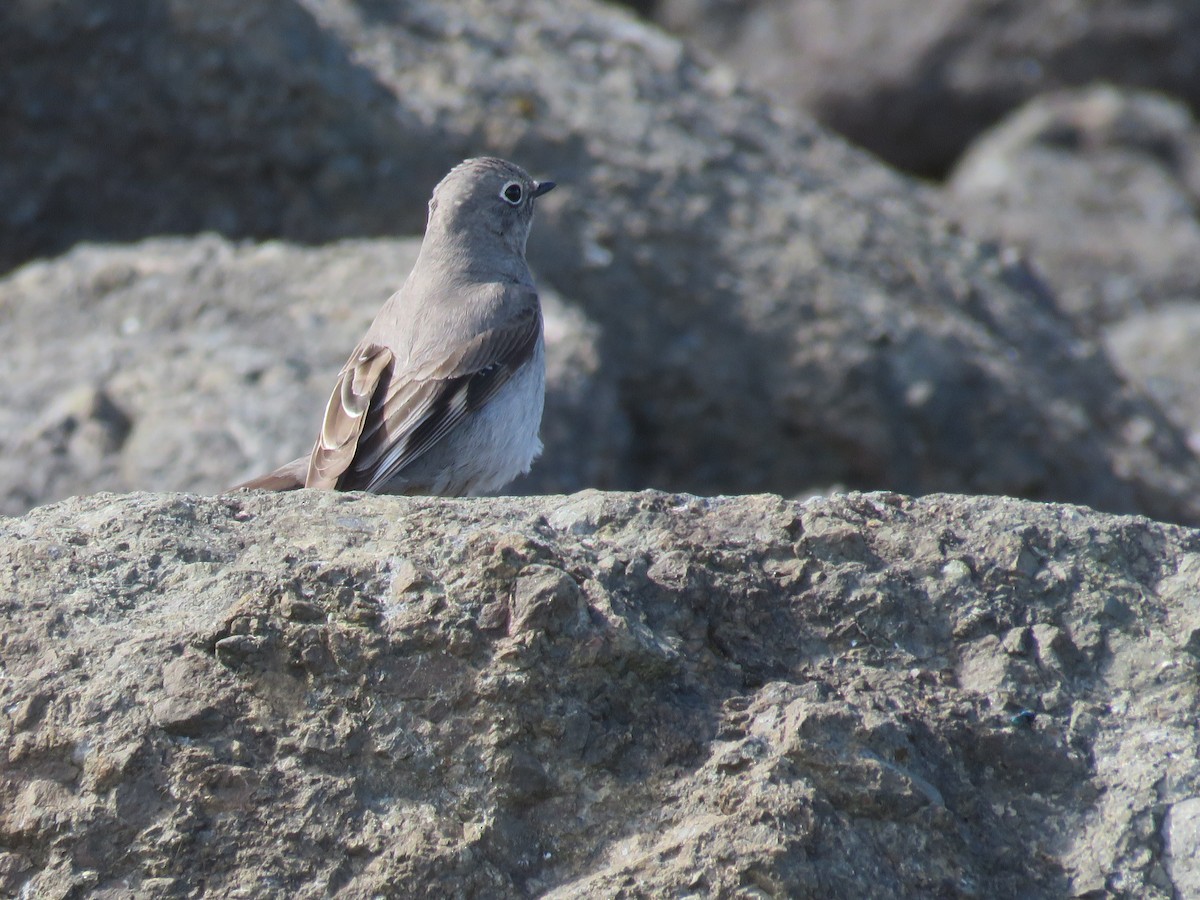 Townsend's Solitaire - ML617905899