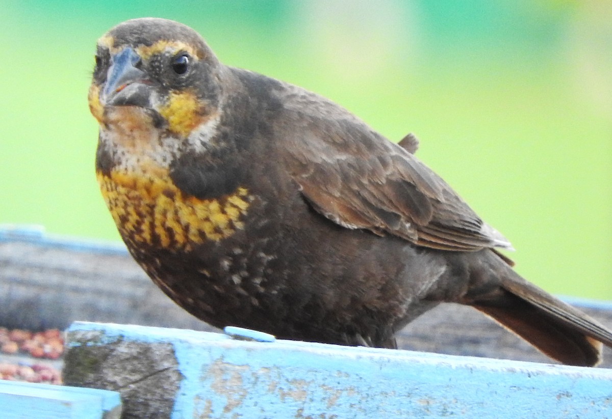 Yellow-headed Blackbird - Mark Meunier