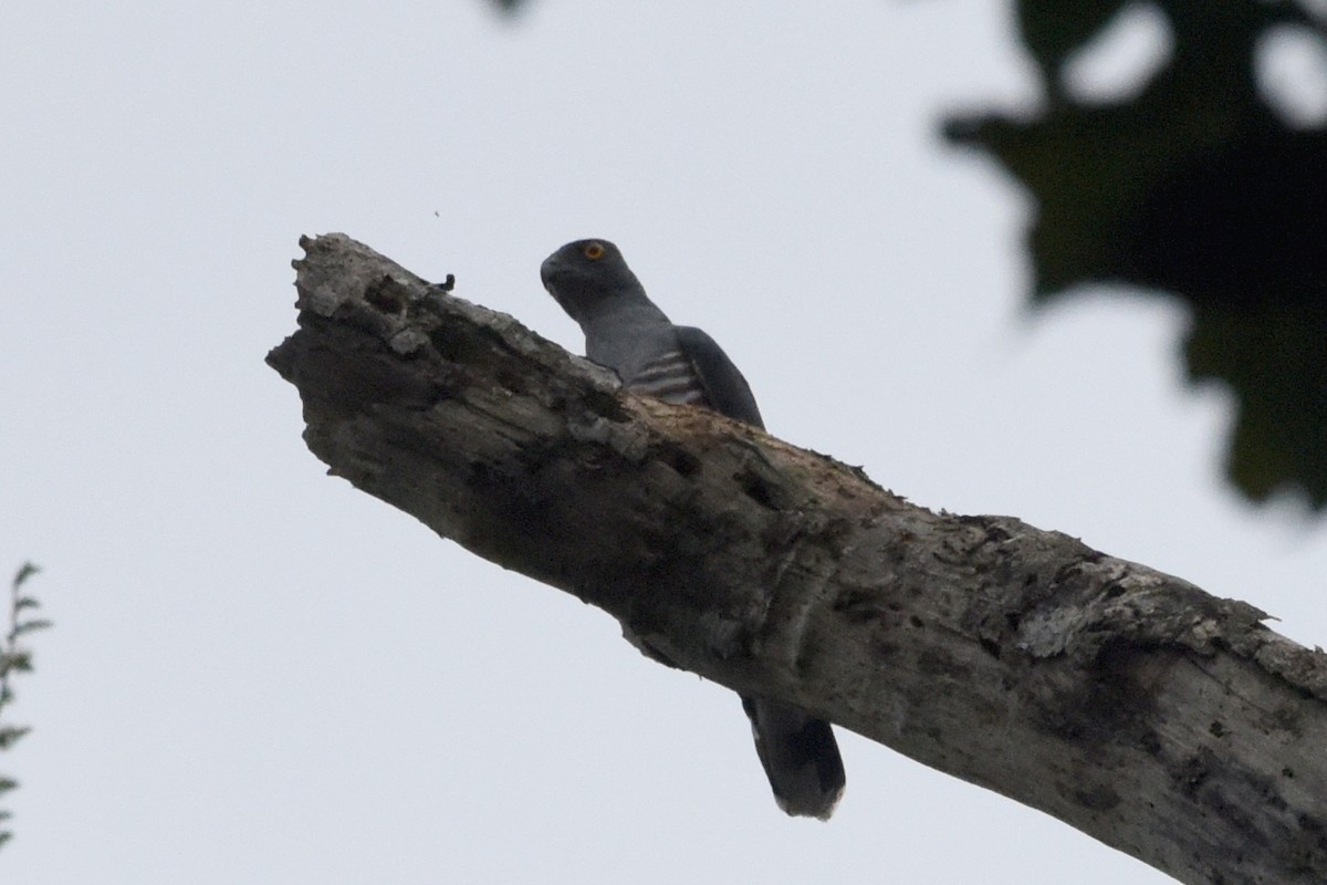 African Cuckoo-Hawk - ML617905924
