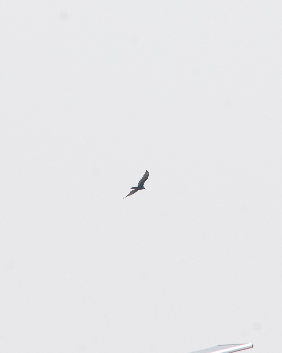 Turkey Vulture - ML617905931
