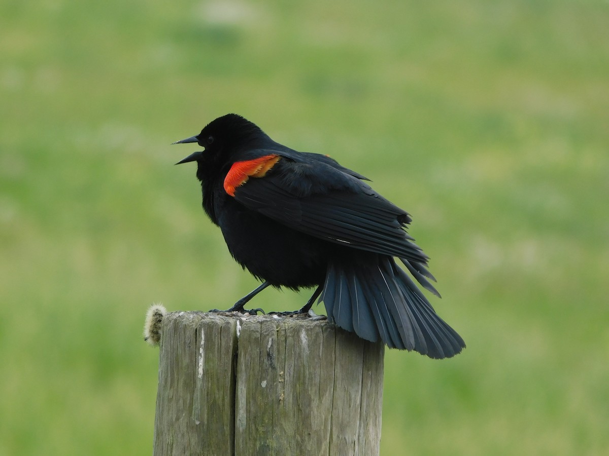 Red-winged Blackbird - ML617905942