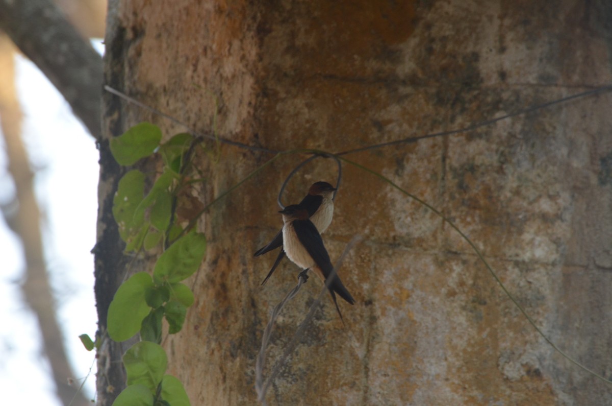 Red-rumped Swallow - ML617905946