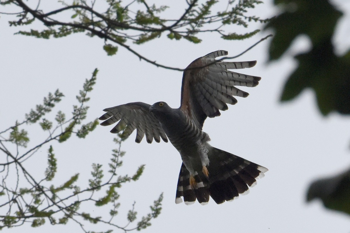 African Cuckoo-Hawk - ML617905951