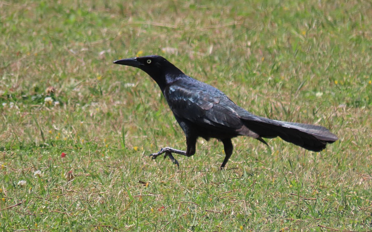 Great-tailed Grackle - ML617905958
