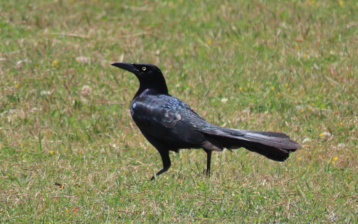Great-tailed Grackle - ML617905959