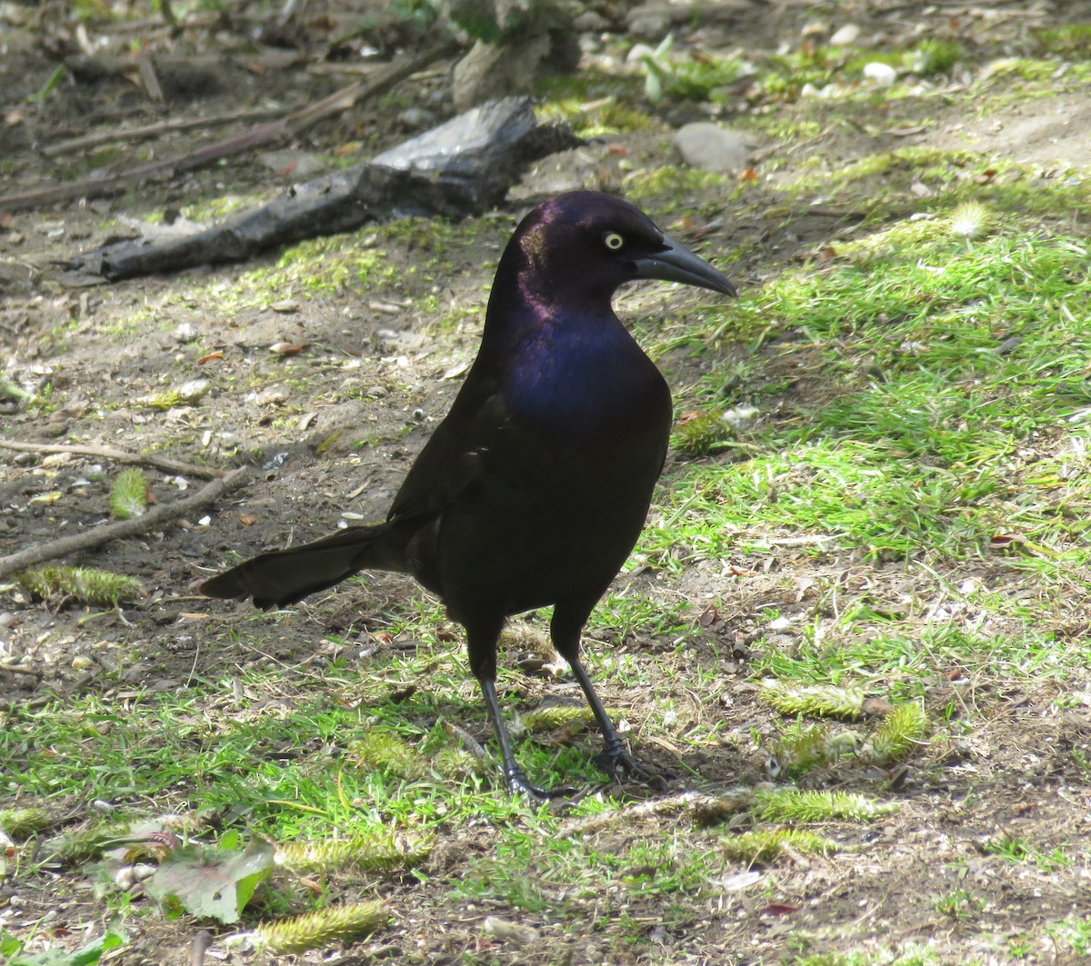 Common Grackle (Bronzed) - Michael Barry