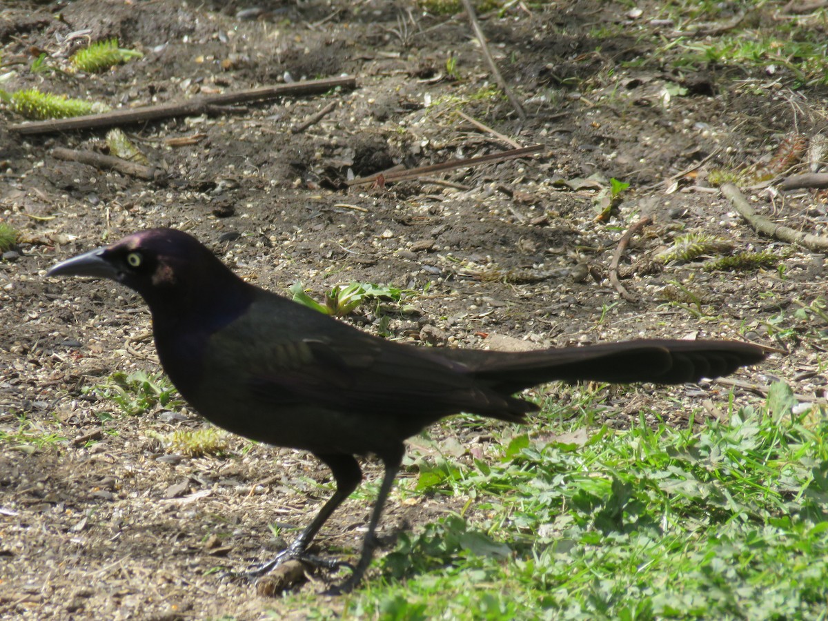 Common Grackle (Bronzed) - Michael Barry