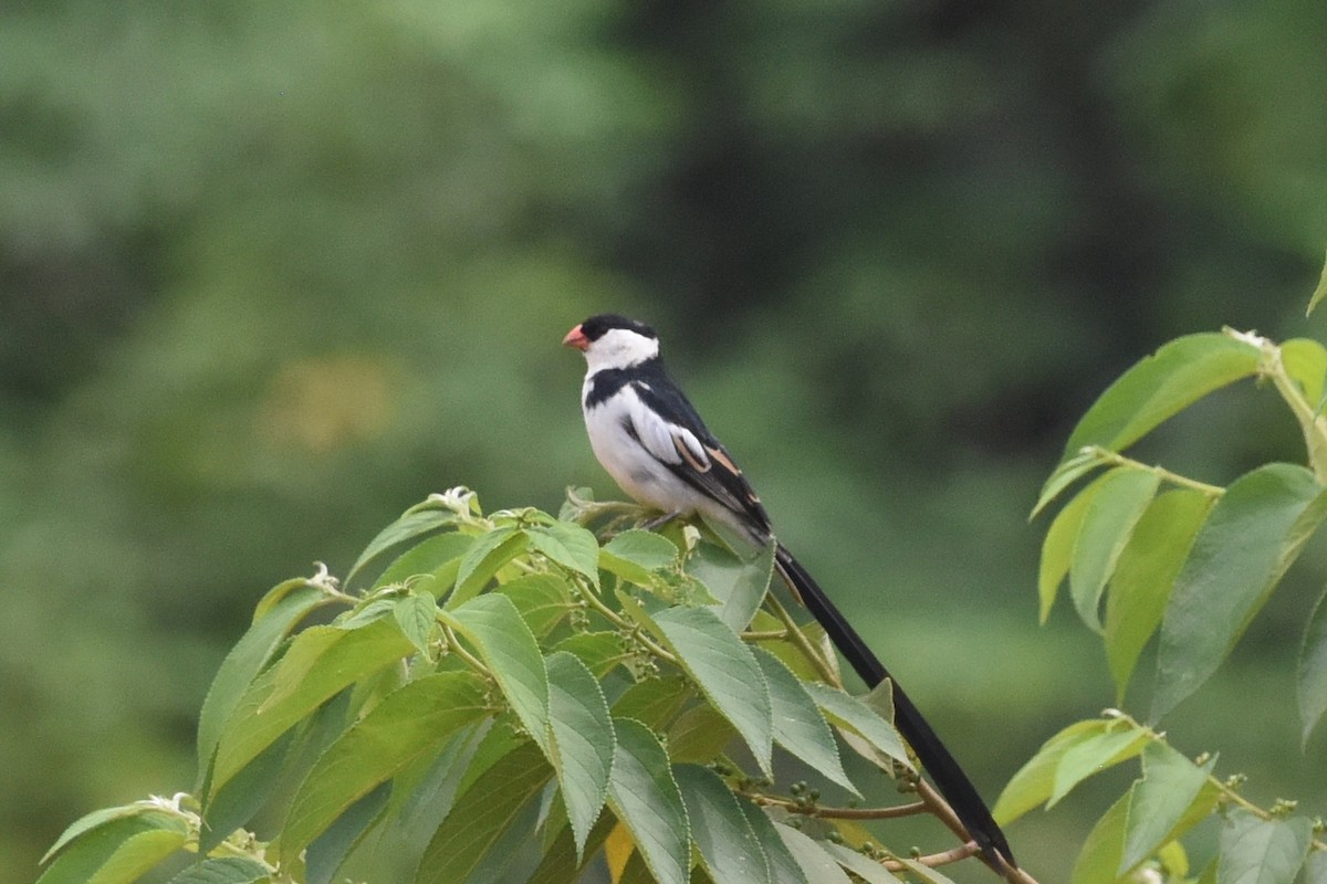Pin-tailed Whydah - ML617905982
