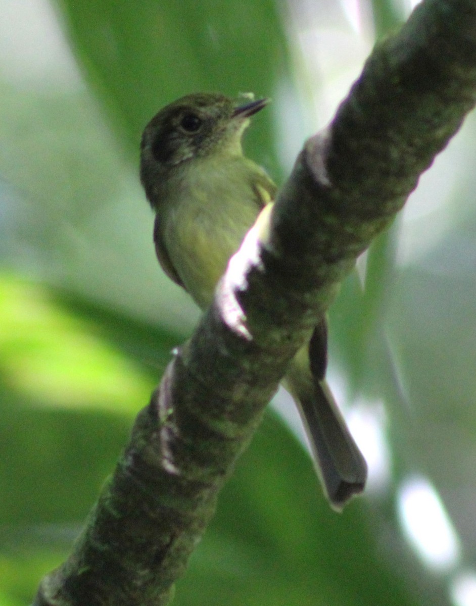 Sepia-capped Flycatcher - ML617905983