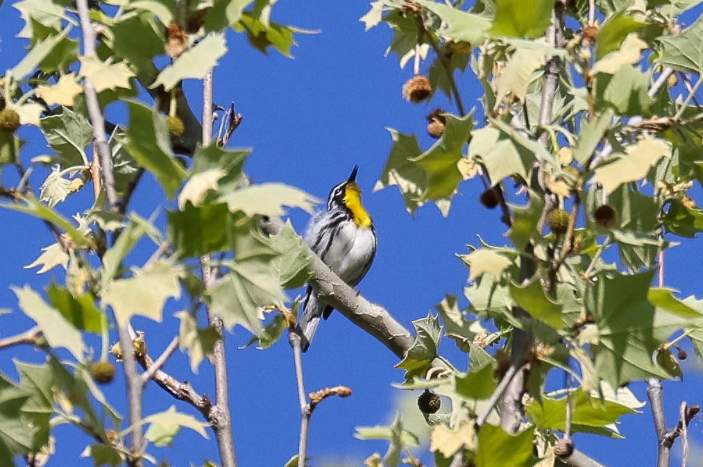 Yellow-throated Warbler - ML617905988