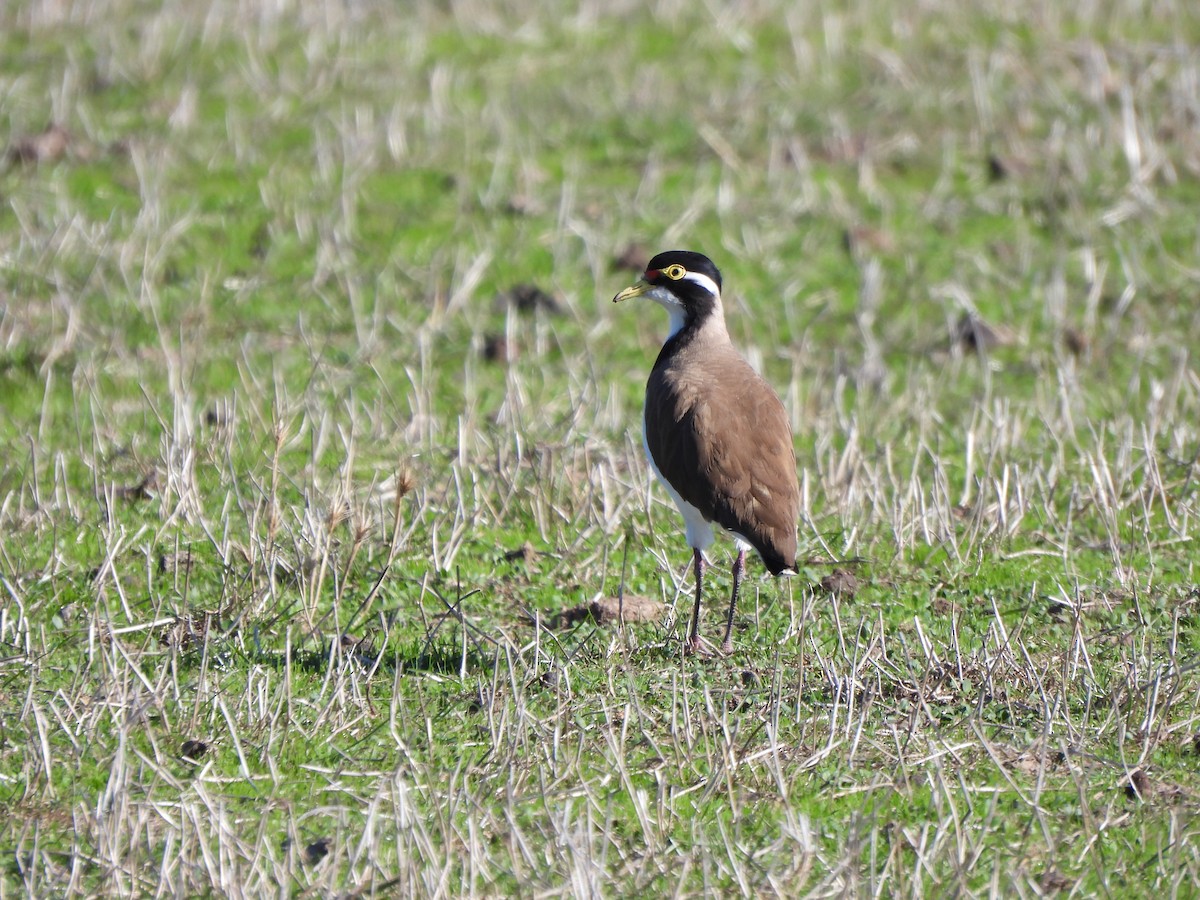 Banded Lapwing - ML617906004