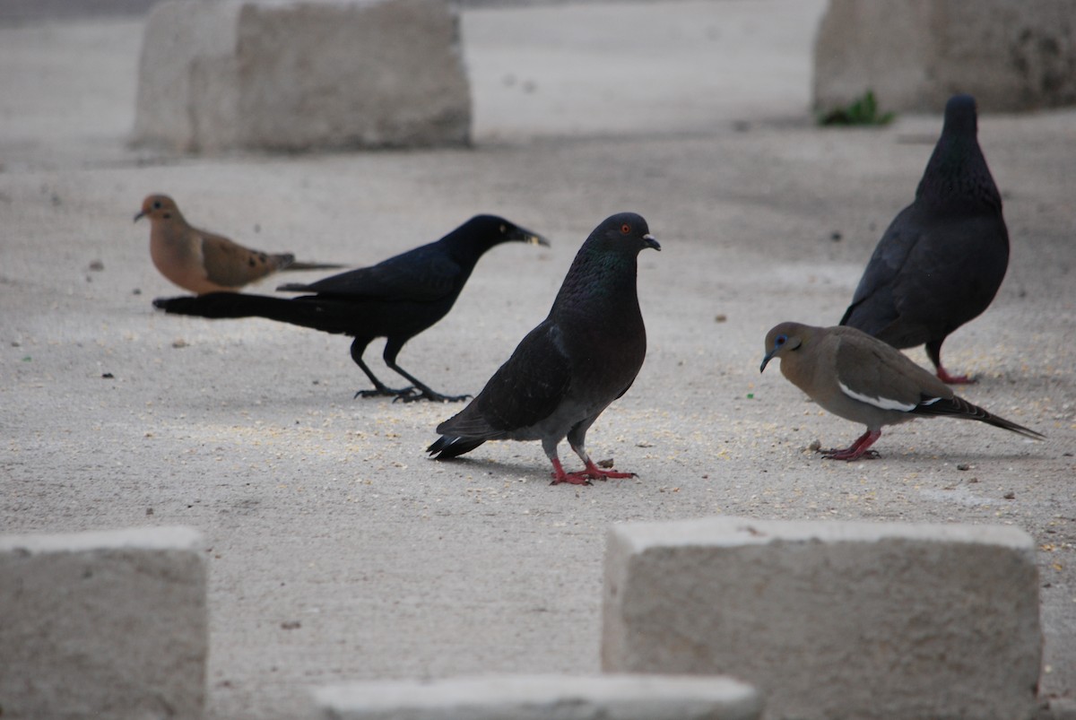 Rock Pigeon (Feral Pigeon) - ML617906012
