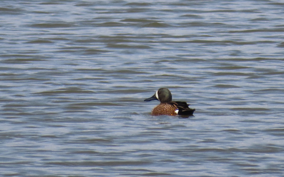 Blue-winged Teal - ML617906020