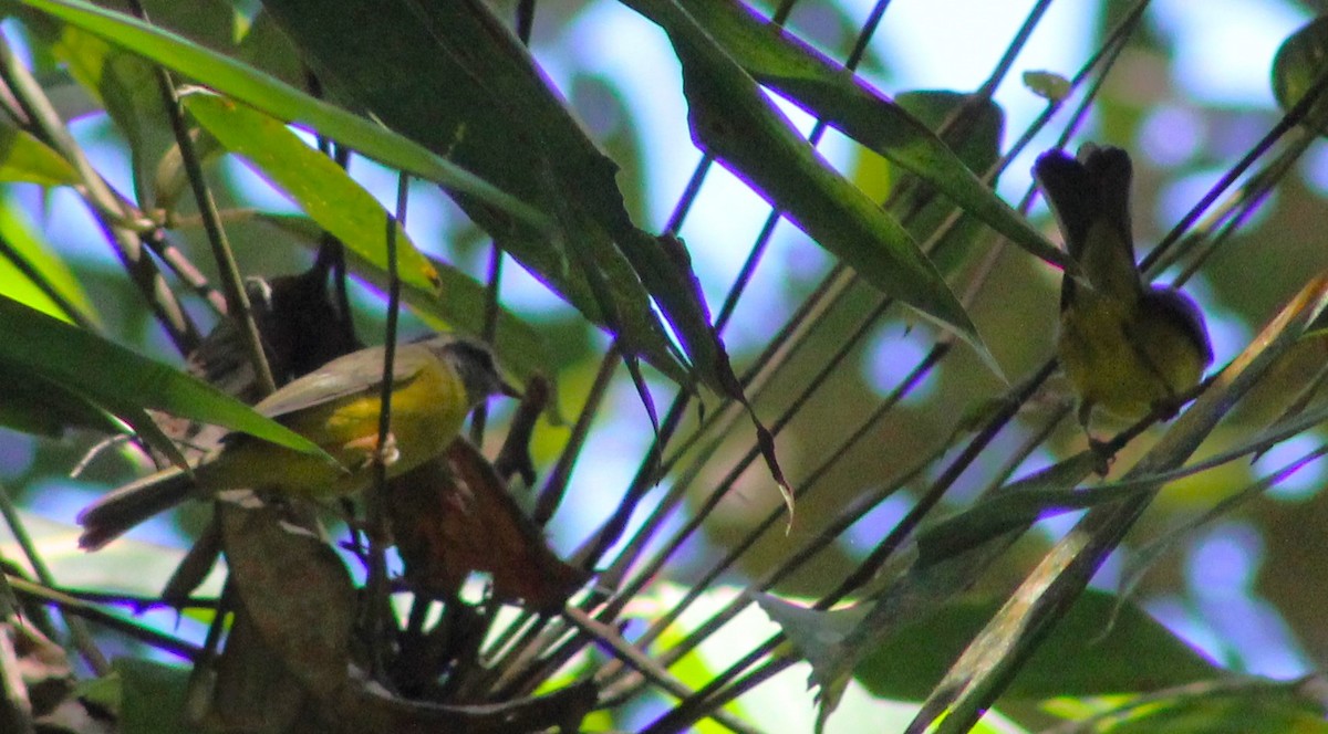Golden-crowned Warbler - ML617906021
