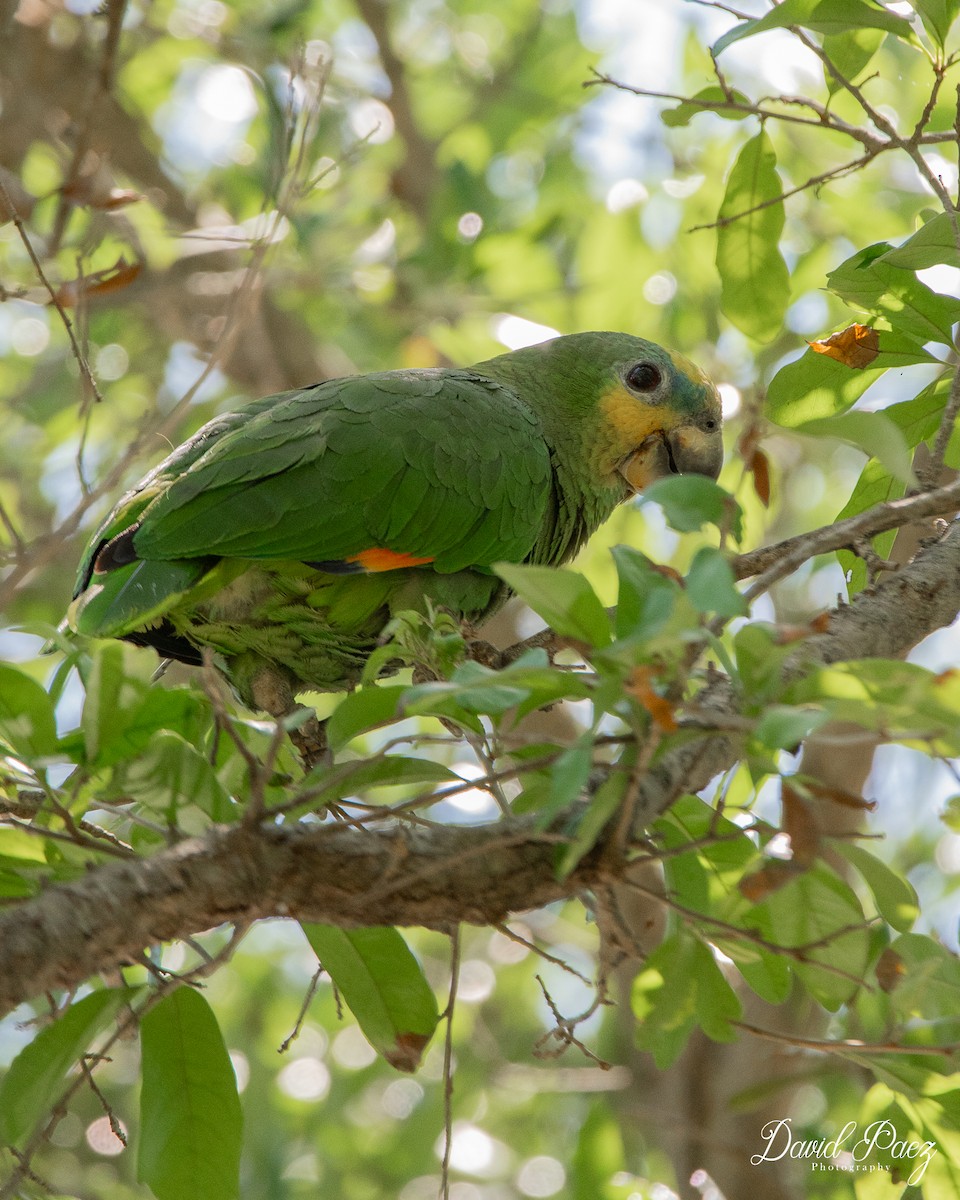 Orange-winged Parrot - David Paez
