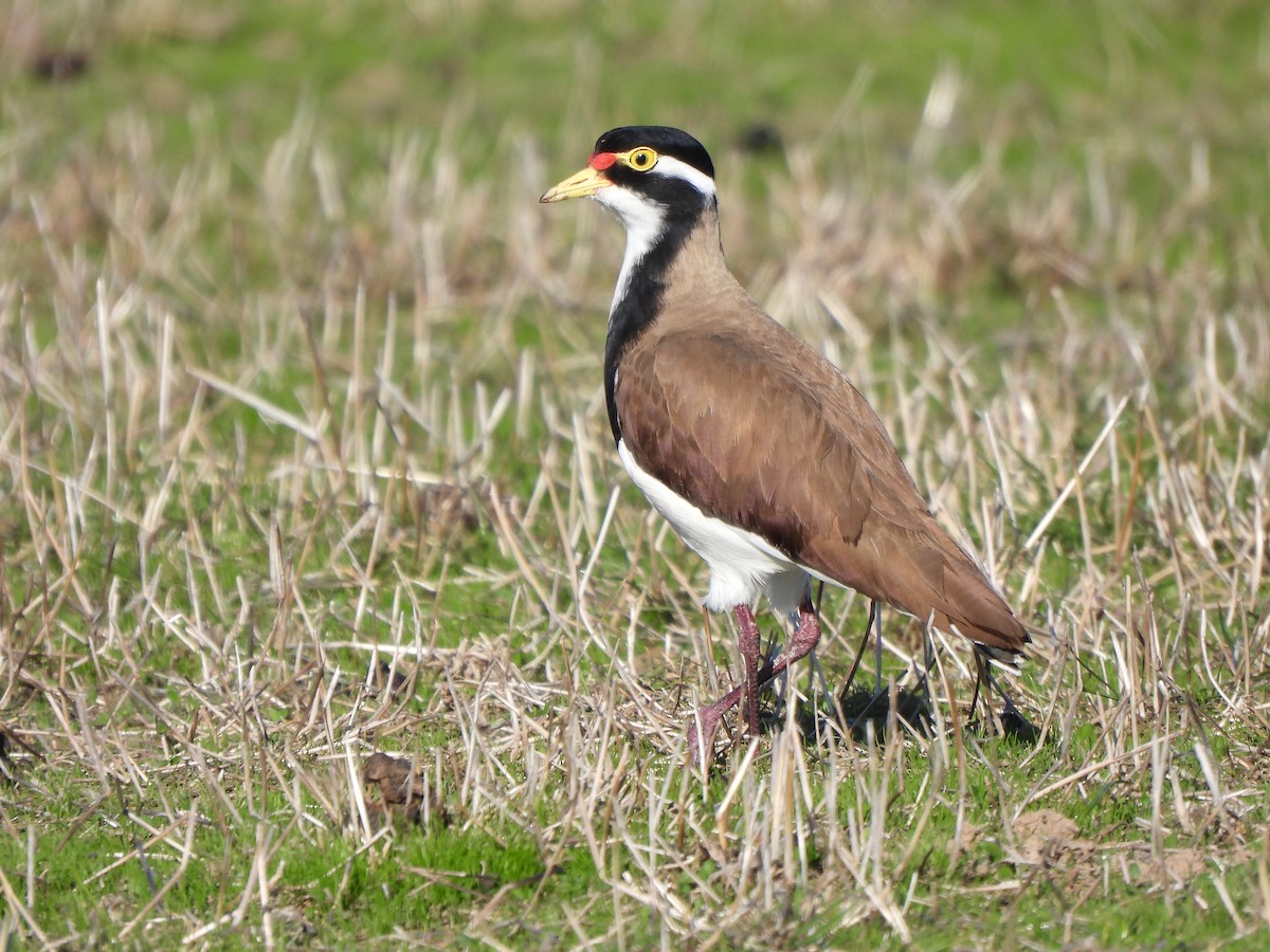 Banded Lapwing - ML617906039