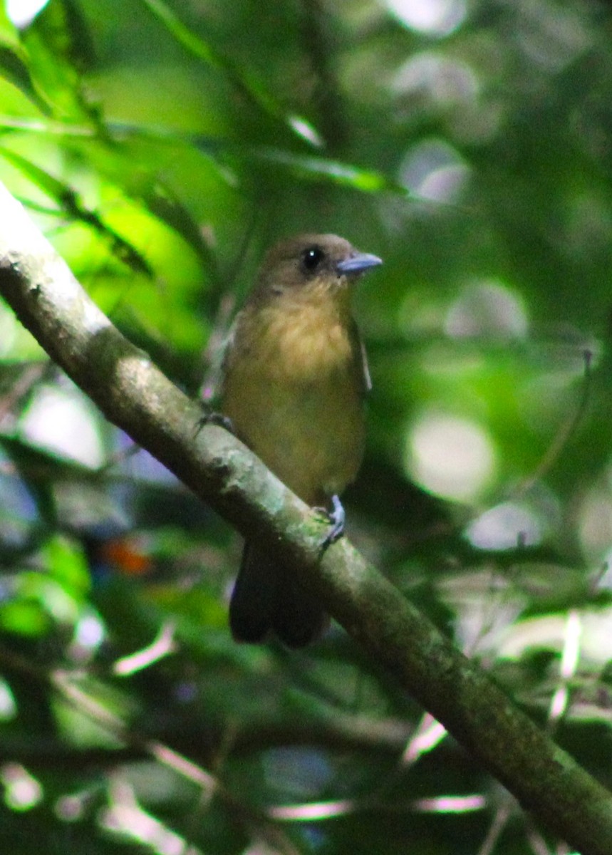 Black-goggled Tanager - ML617906049
