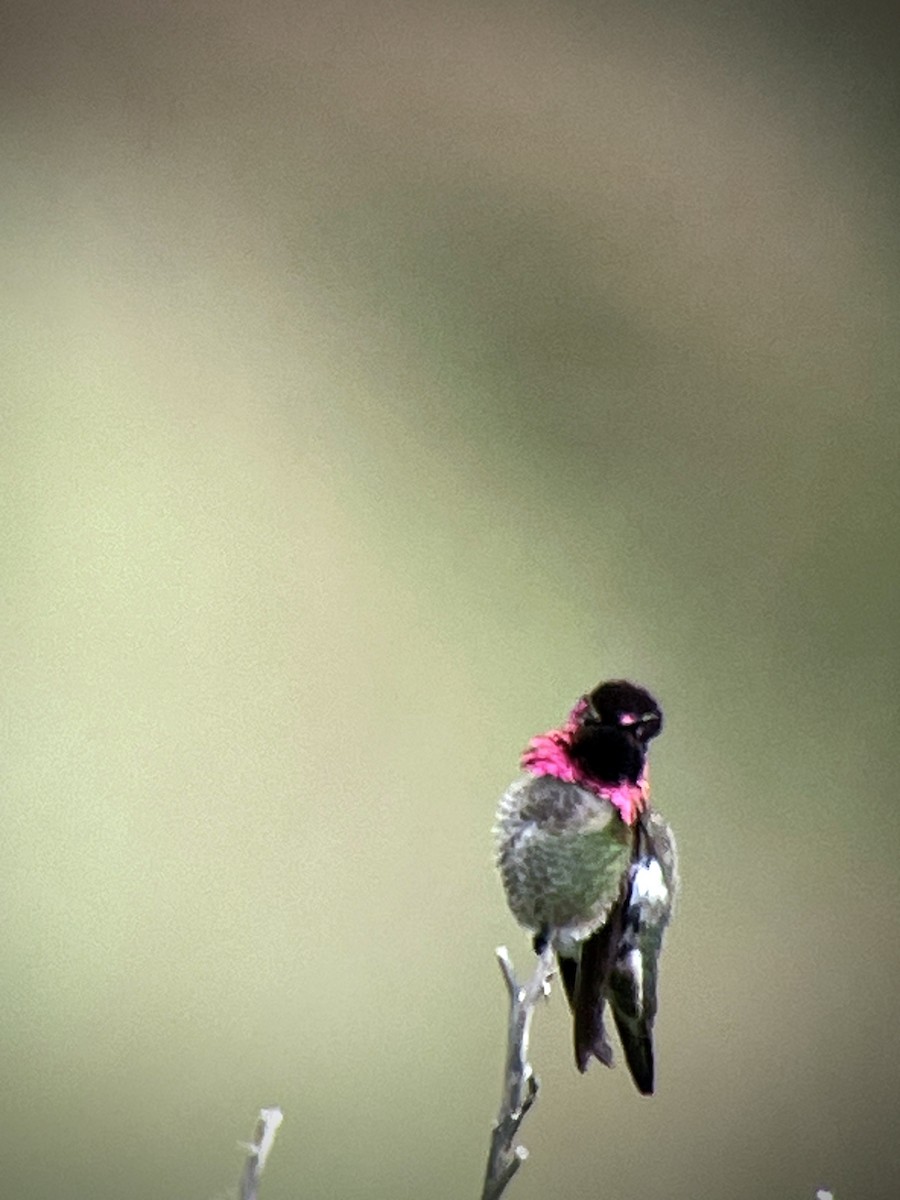 Anna's Hummingbird - ML617906050