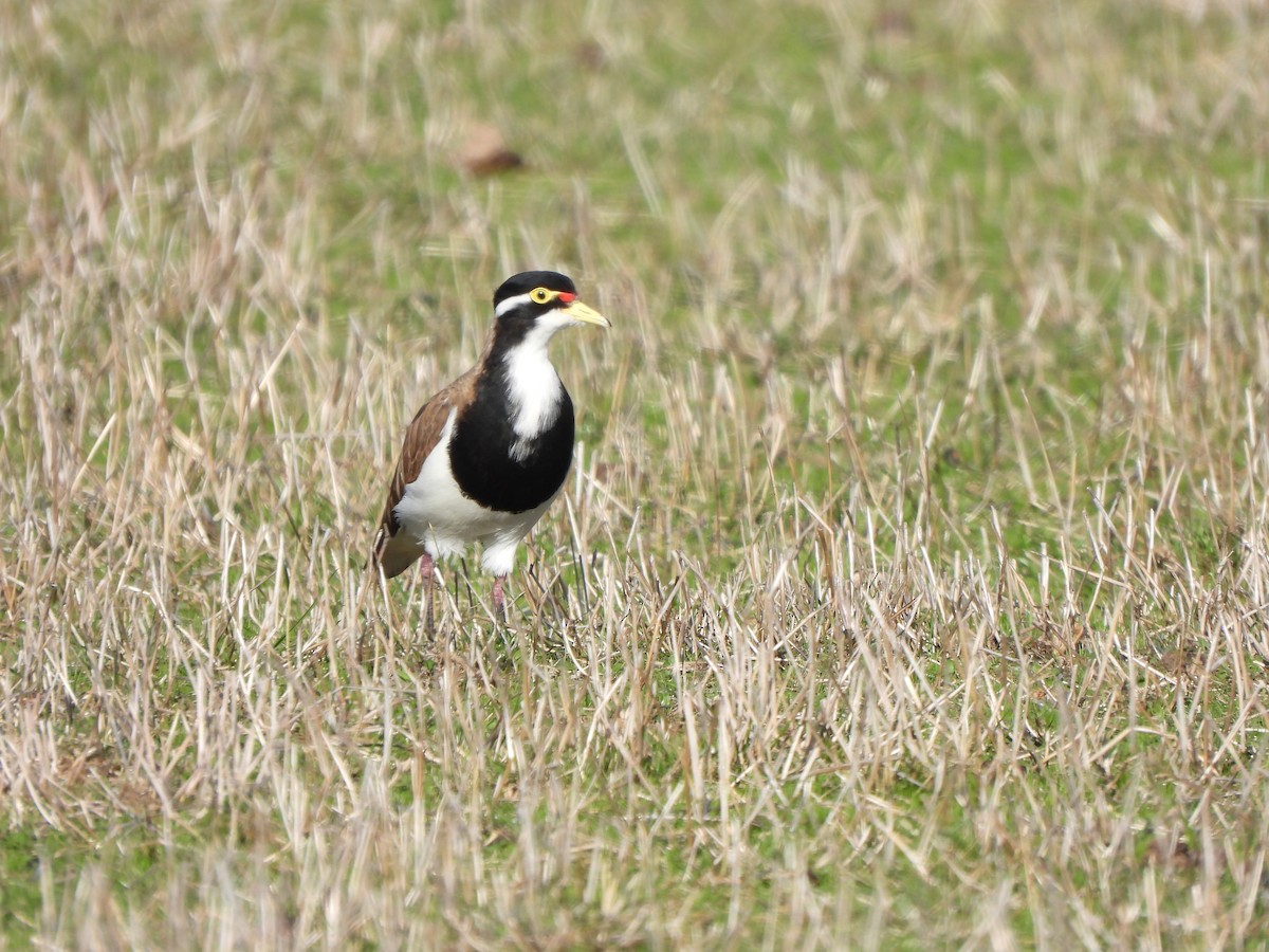 Banded Lapwing - ML617906079
