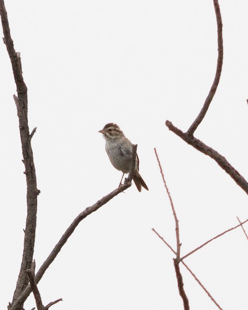 Clay-colored Sparrow - Arafat López Juárez