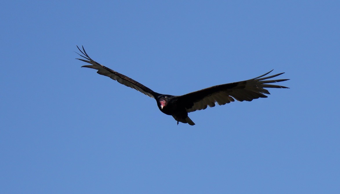 Turkey Vulture - ML617906097