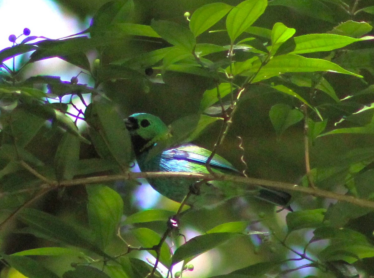 Green-headed Tanager - ML617906108