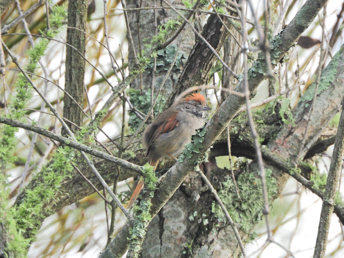 Sooty-fronted Spinetail - ML617906115