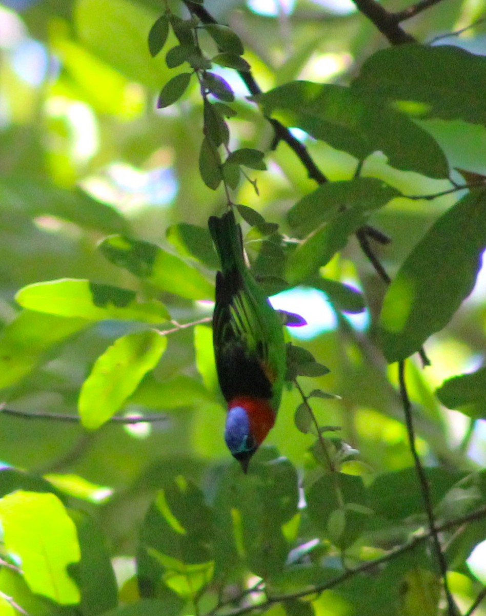 Red-necked Tanager - ML617906122