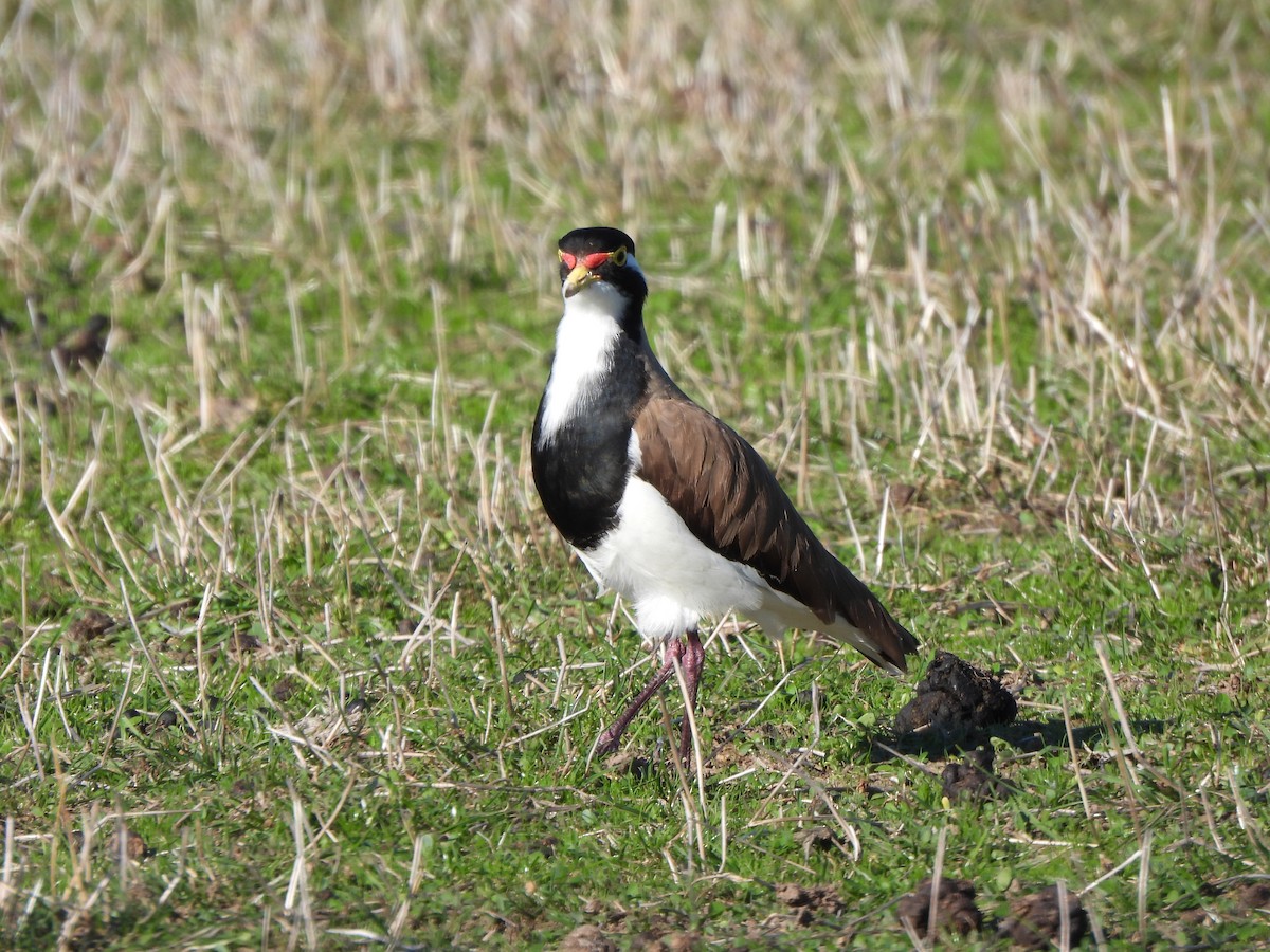 Banded Lapwing - ML617906126