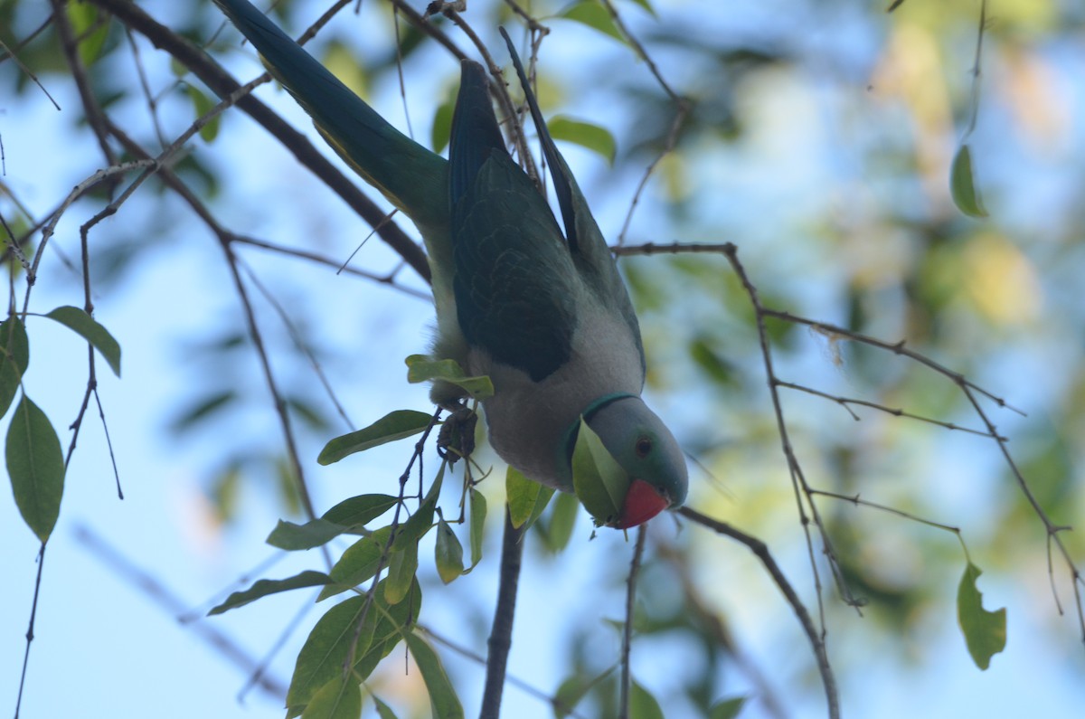 Malabar Yeşil Papağanı - ML617906143