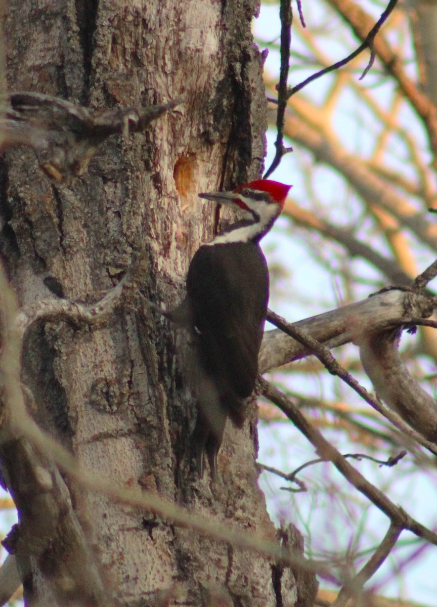 Pileated Woodpecker - ML617906154