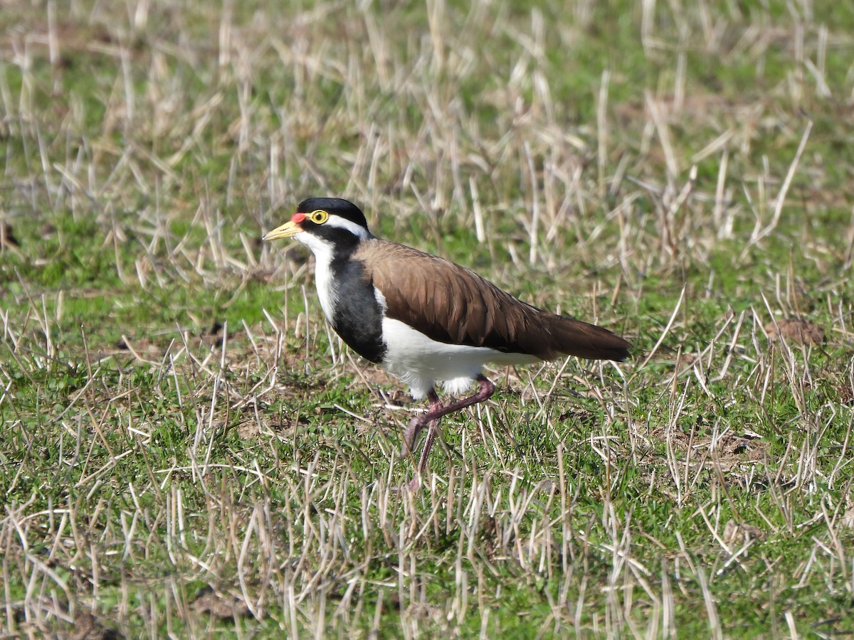 Banded Lapwing - ML617906155