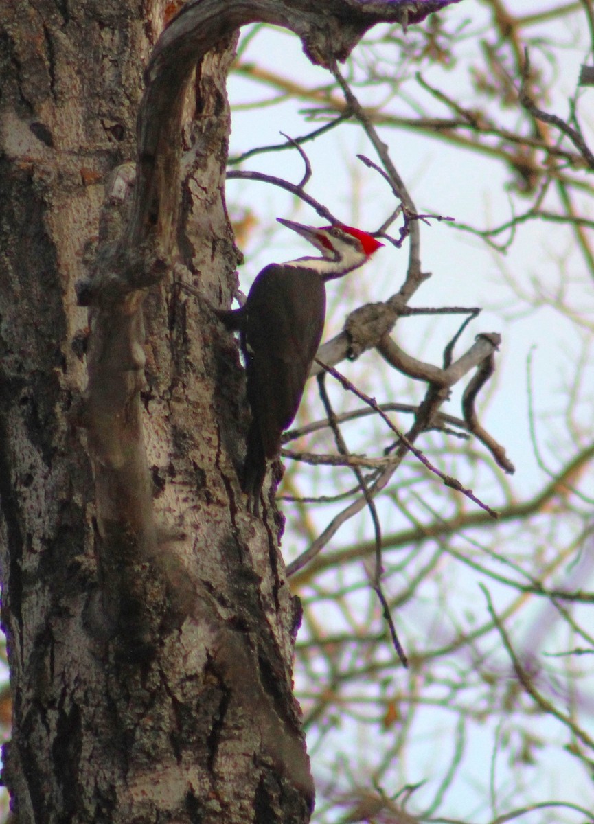 Pileated Woodpecker - liz cieszynski
