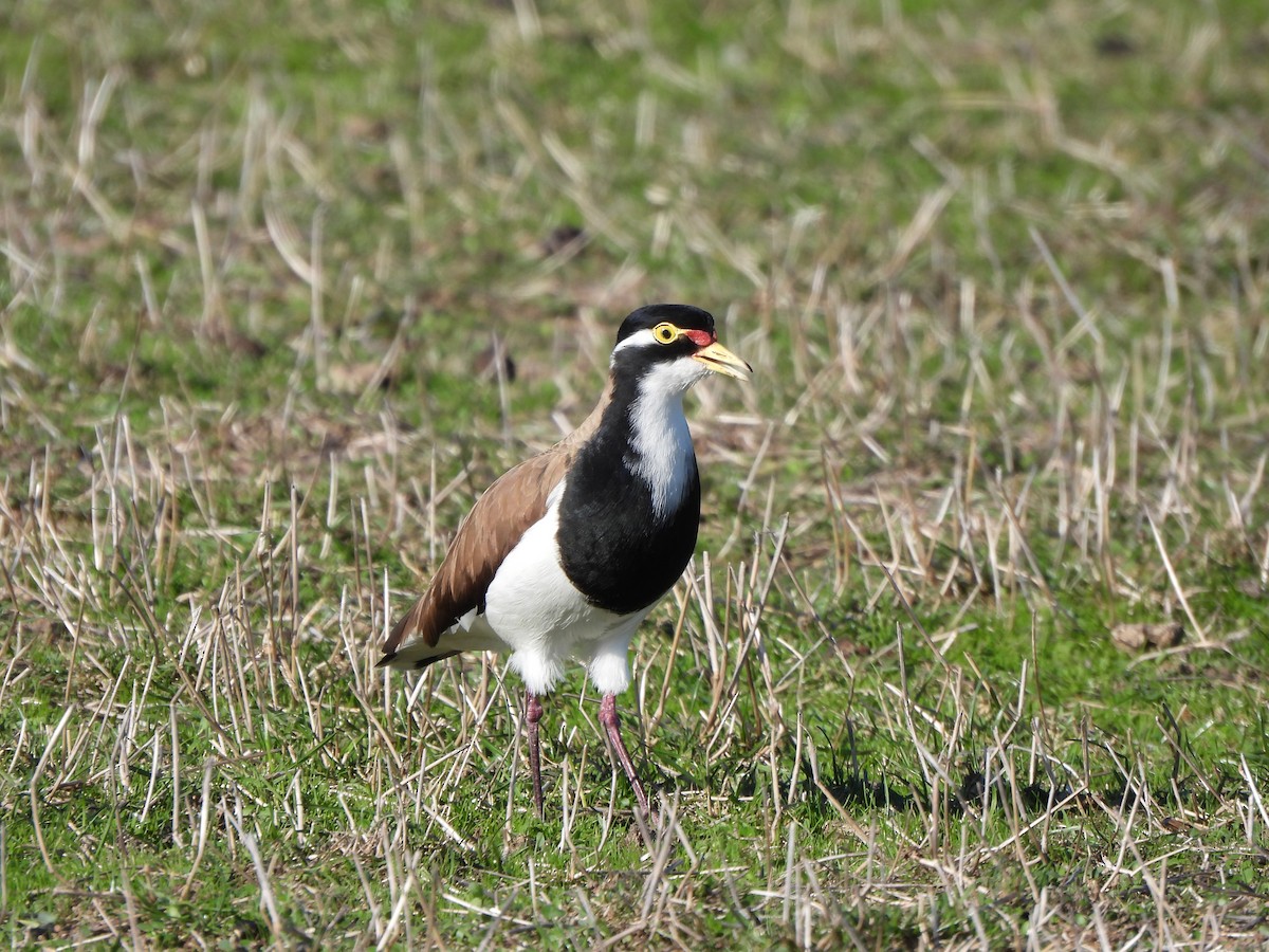 Banded Lapwing - ML617906179