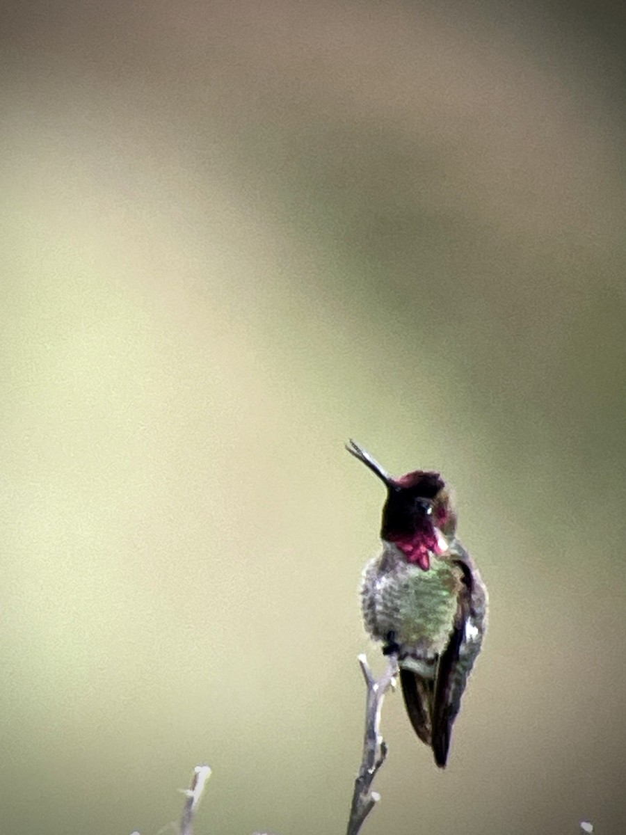 Anna's Hummingbird - ML617906204