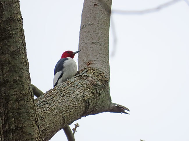 Red-headed Woodpecker - ML617906206