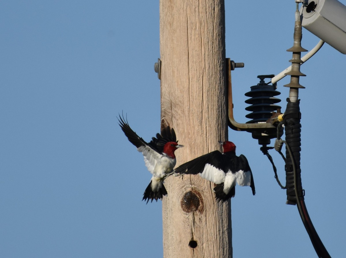 Red-headed Woodpecker - ML617906209