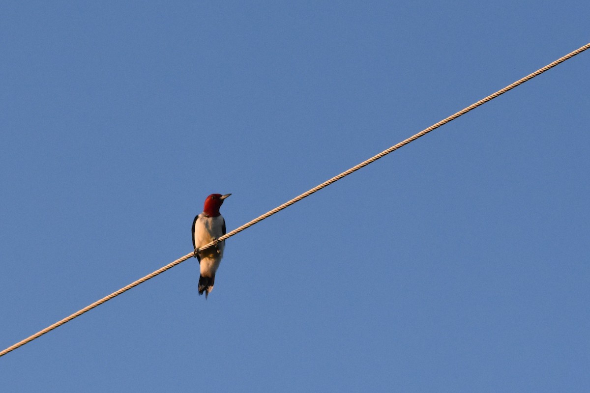Red-headed Woodpecker - ML617906210