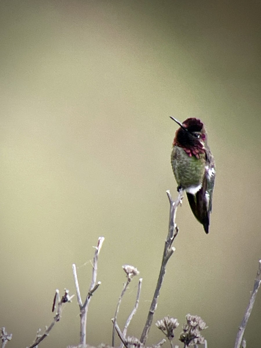 Anna's Hummingbird - ML617906211
