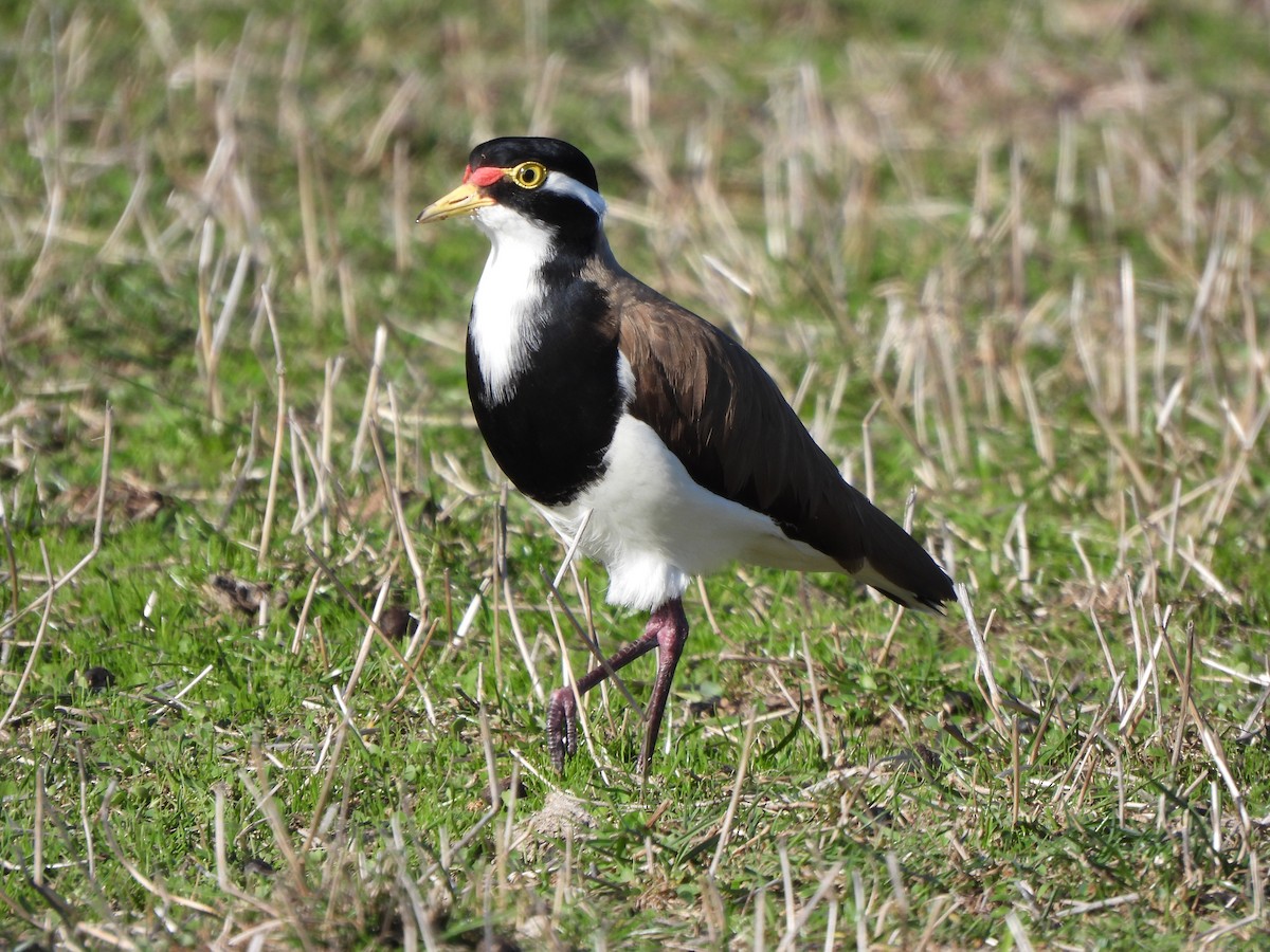 Banded Lapwing - ML617906214