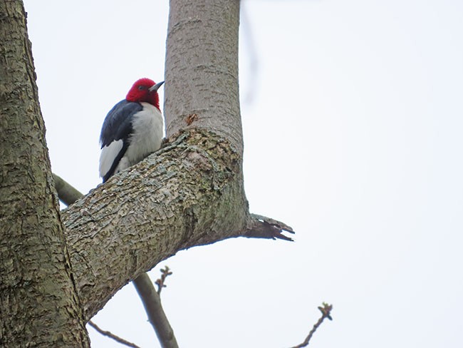 Red-headed Woodpecker - ML617906216